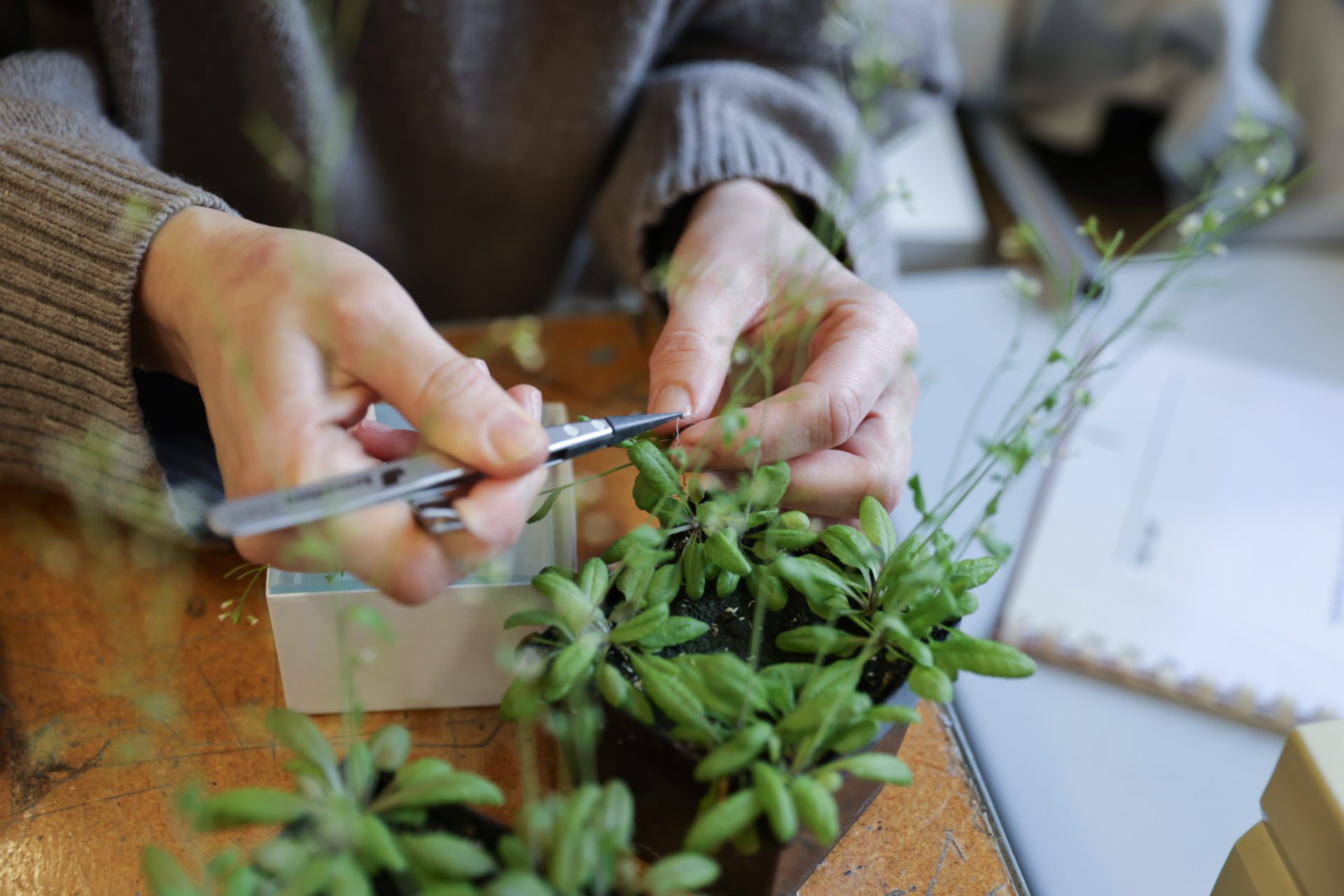 Thale cress: the unassuming weed that’s lighting up science | EPFL ...